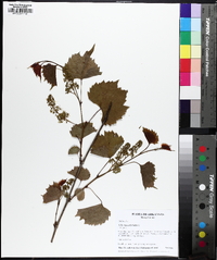 Vitis rupestris image