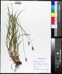 Carex molestiformis image