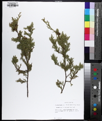 Chamaecyparis thyoides image