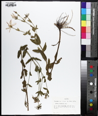 Sabatia foliosa image