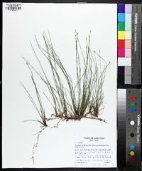 Eleocharis wolfii image