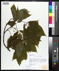 Acer pensylvanicum image