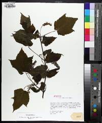 Acer spicatum image