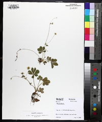 Potentilla canadensis image