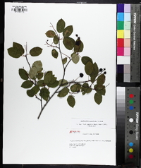 Amelanchier spicata image