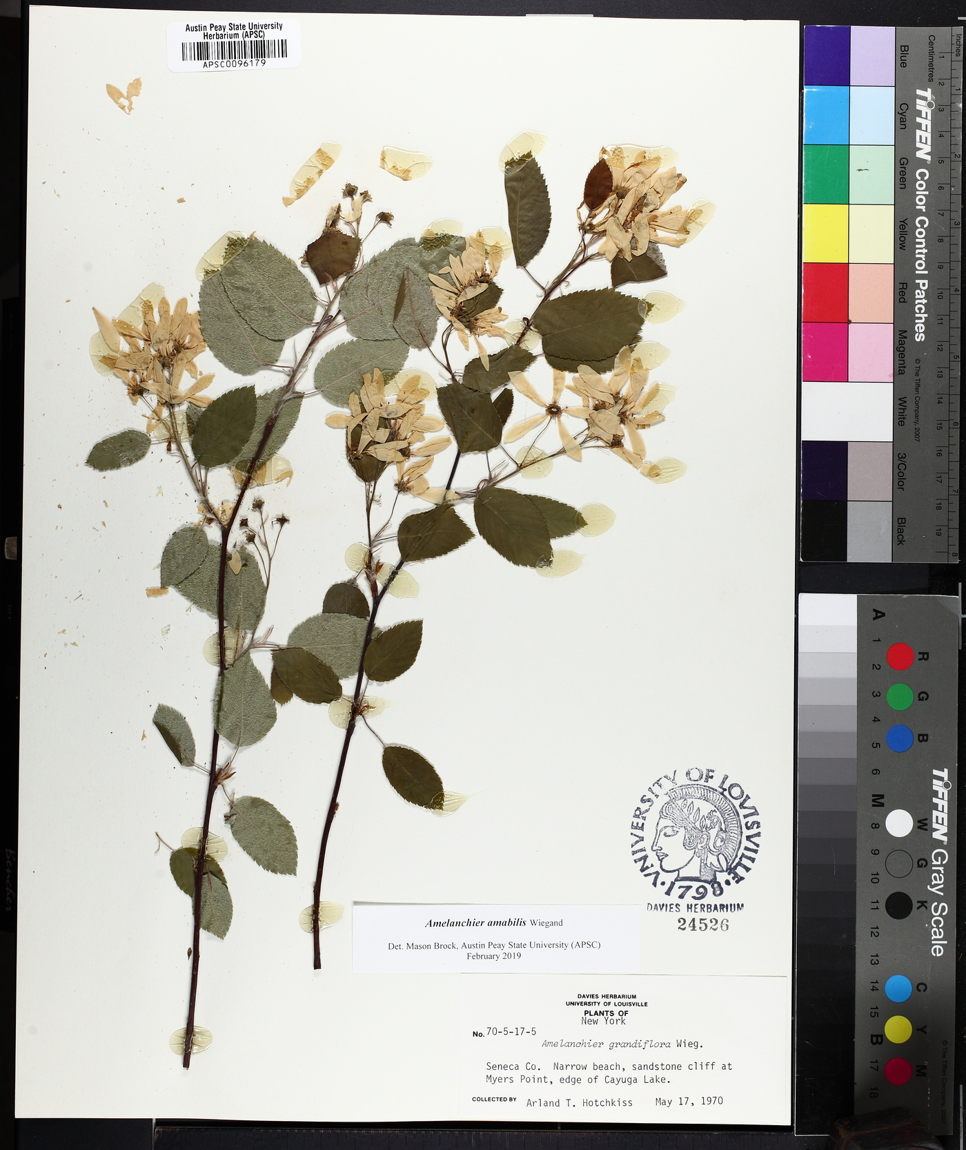 Amelanchier amabilis image