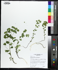 Euphorbia ouachitana image