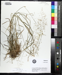 Poa sylvestris image