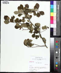 Crataegus uniflora image