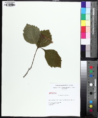 Crataegus calpodendron image