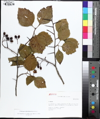 Crataegus calpodendron image