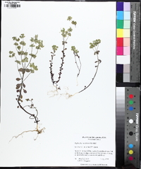 Euphorbia ouachitana image