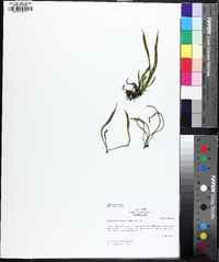 Media resource of Lepisorus tosaensis