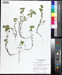 Euphorbia ouachitana image