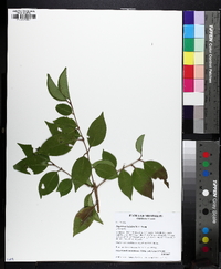 Ligustrum lucidum image