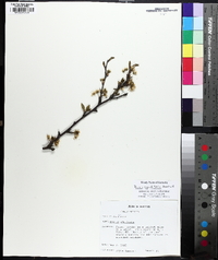 Prunus angustifolia image