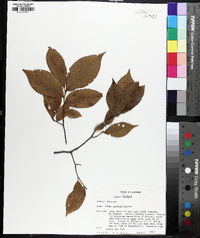 Ulmus serotina image