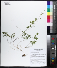 Thalictrum arkansanum image