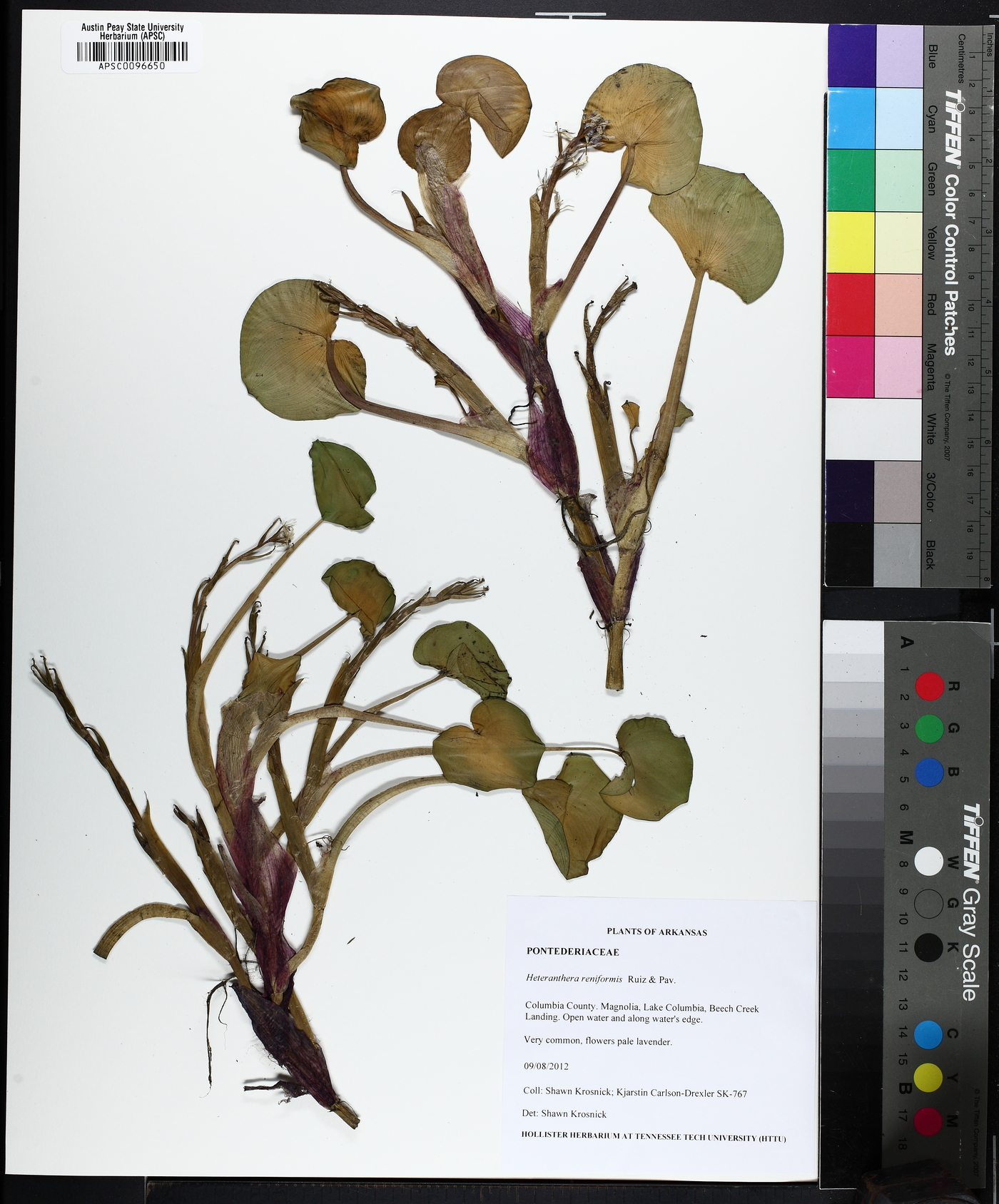 Heteranthera missouriensis image