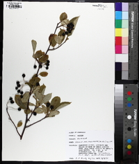 Aronia melanocarpa image