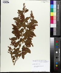 Ligustrum sinense image