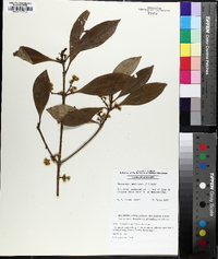 Osmanthus americanus image