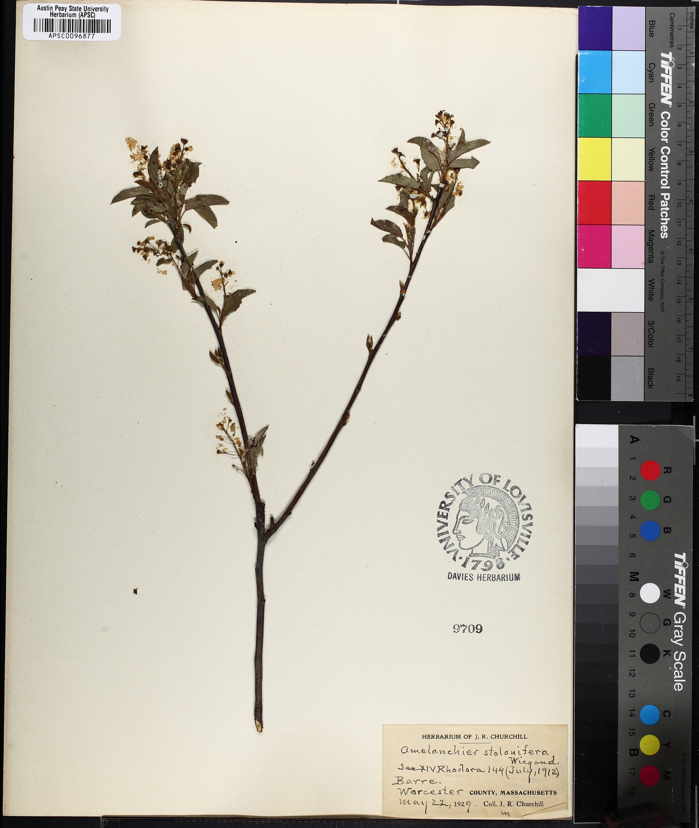 Amelanchier spicata image
