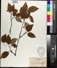 Amelanchier laevis image