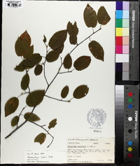 Amelanchier laevis image