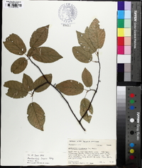 Amelanchier laevis image