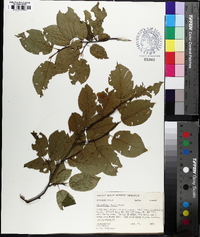 Amelanchier laevis image