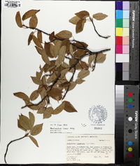 Amelanchier laevis image