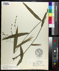 Chasmanthium latifolium image