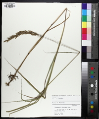 Calamagrostis stricta image