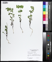 Euphorbia ouachitana image