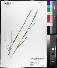 Danthonia sericea image