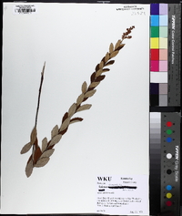 Spiraea tomentosa image
