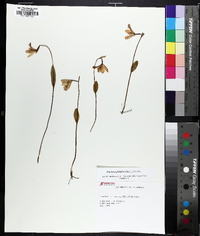 Pogonia ophioglossoides image