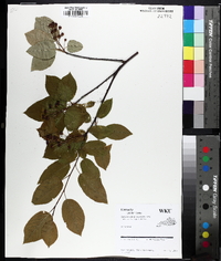 Amelanchier laevis image