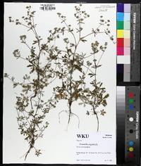 Potentilla argentea image