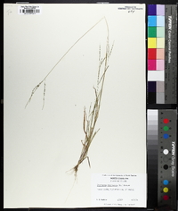 Digitaria filiformis image