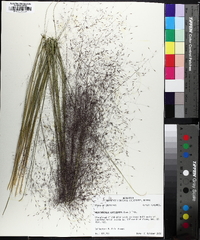 Muhlenbergia capillaris image