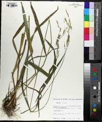 Bromus pubescens image