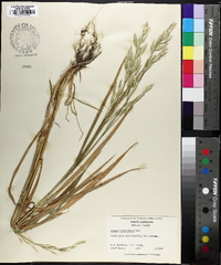 Bromus catharticus image