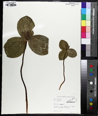 Trillium sessile image