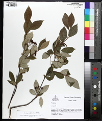 Aronia × prunifolia image