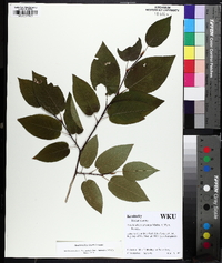 Amelanchier laevis image