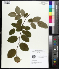 Amelanchier laevis image