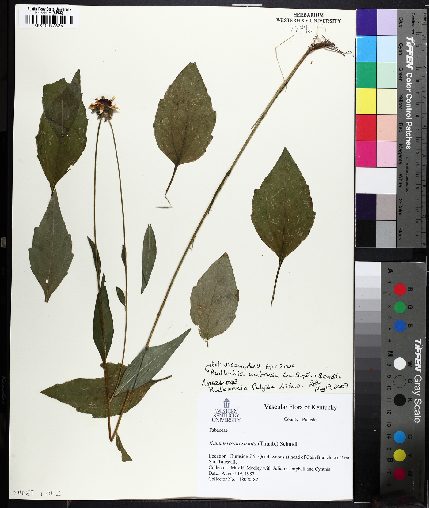 Rudbeckia umbrosa image