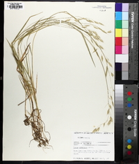 Bromus commutatus image